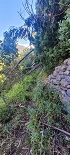 Plants: image 20 Of 208 Thumb